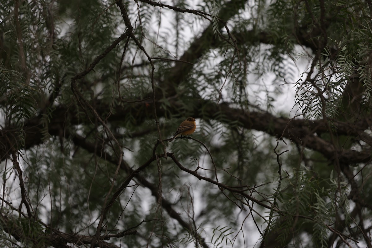 Buff-breasted Flycatcher - ML612774746