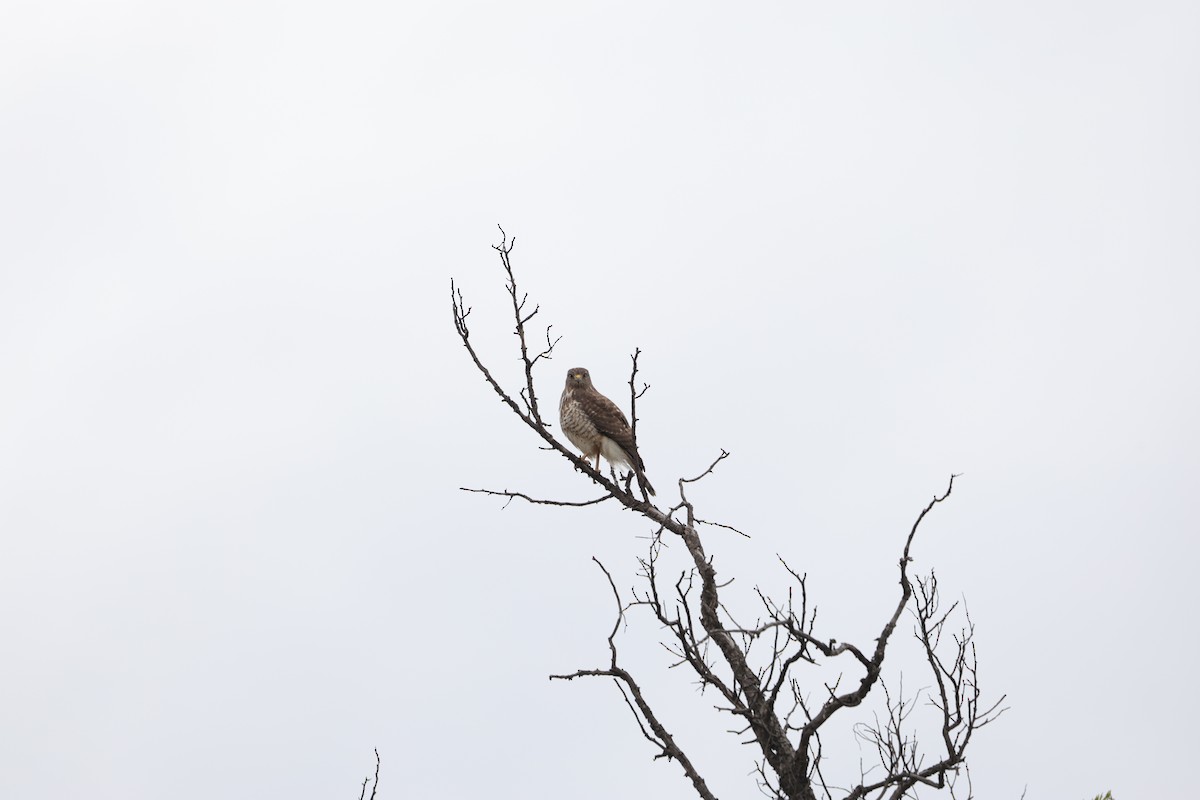 Broad-winged Hawk - ML612774776