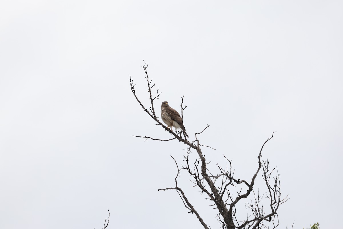 Broad-winged Hawk - L. Ernesto Perez Montes (The Mexican Violetear 🦉)