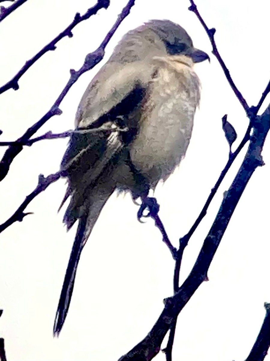 Northern Shrike - David Wolf