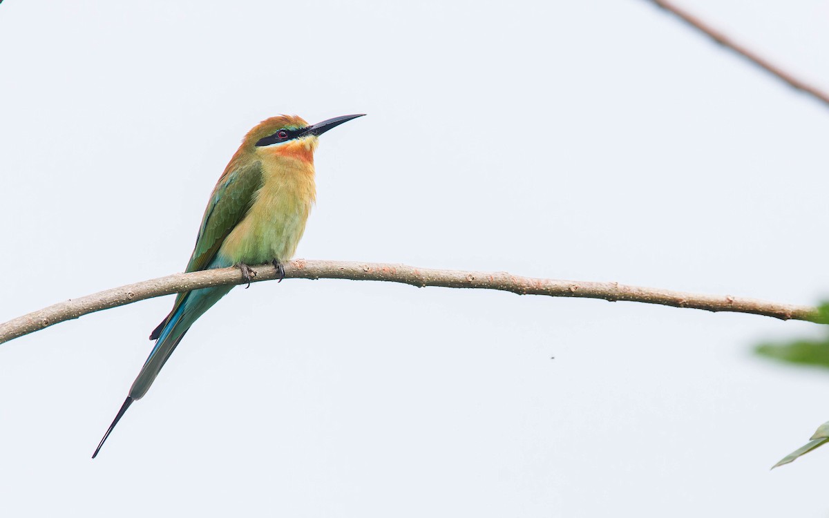 Blue-tailed Bee-eater - Blair Dudeck