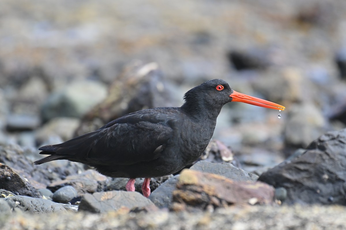 Variable Oystercatcher - Ryan O'Donnell