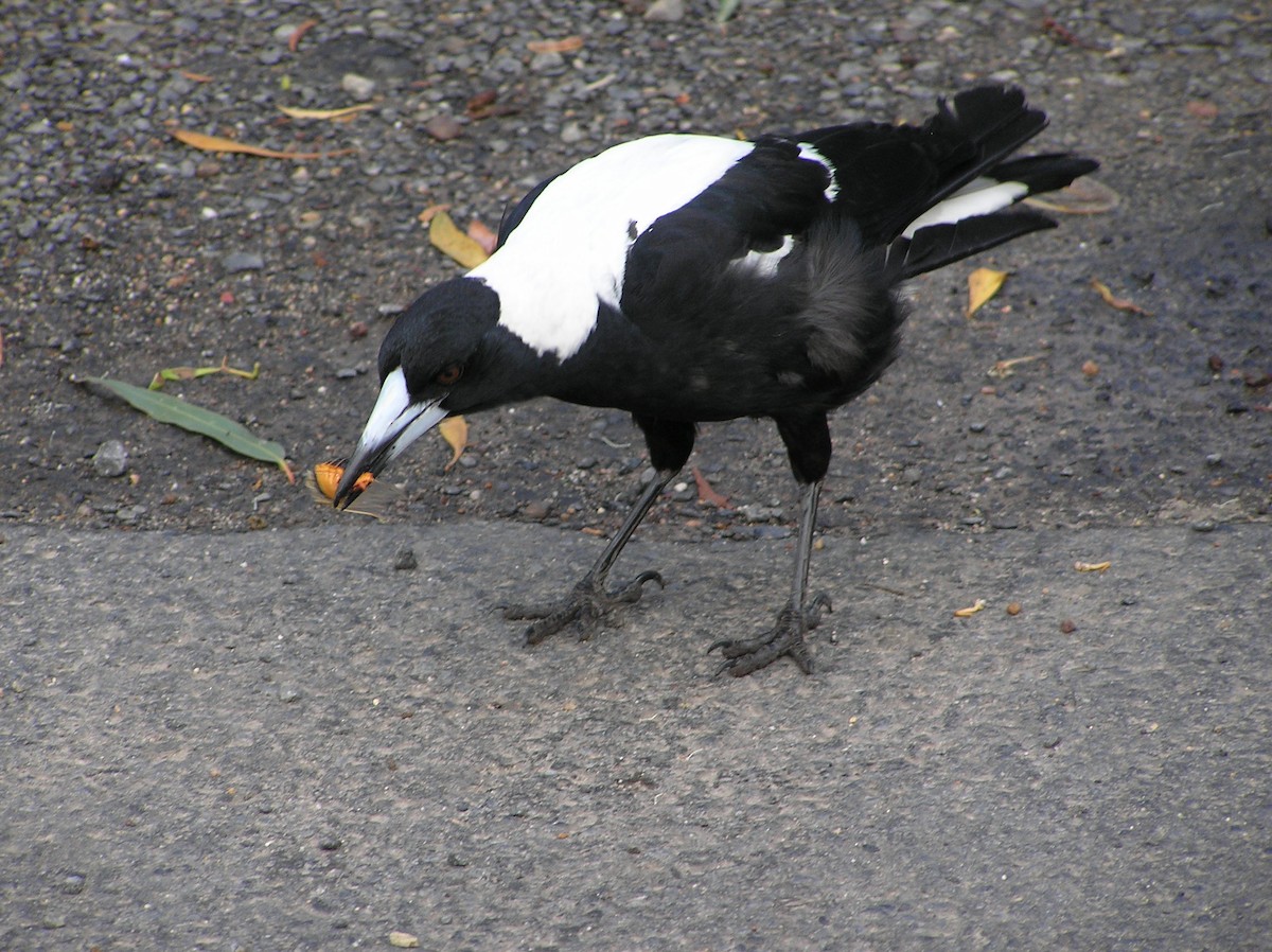 Australian Magpie - ML612774859