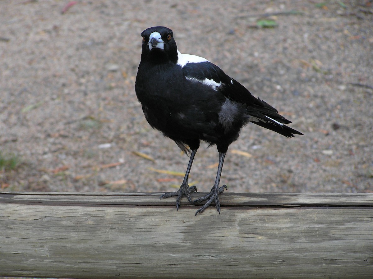 Australian Magpie - ML612774860