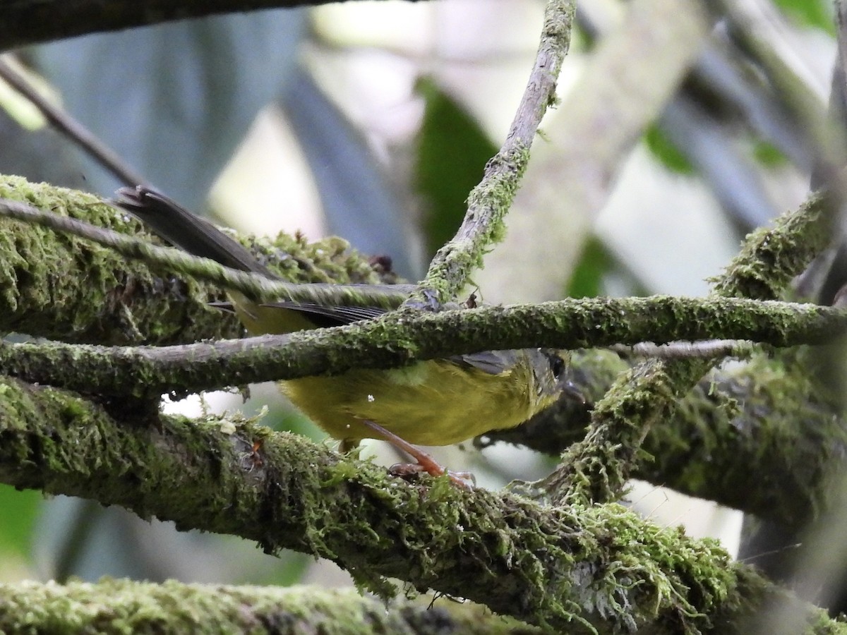 Golden-crowned Warbler - ML612775054