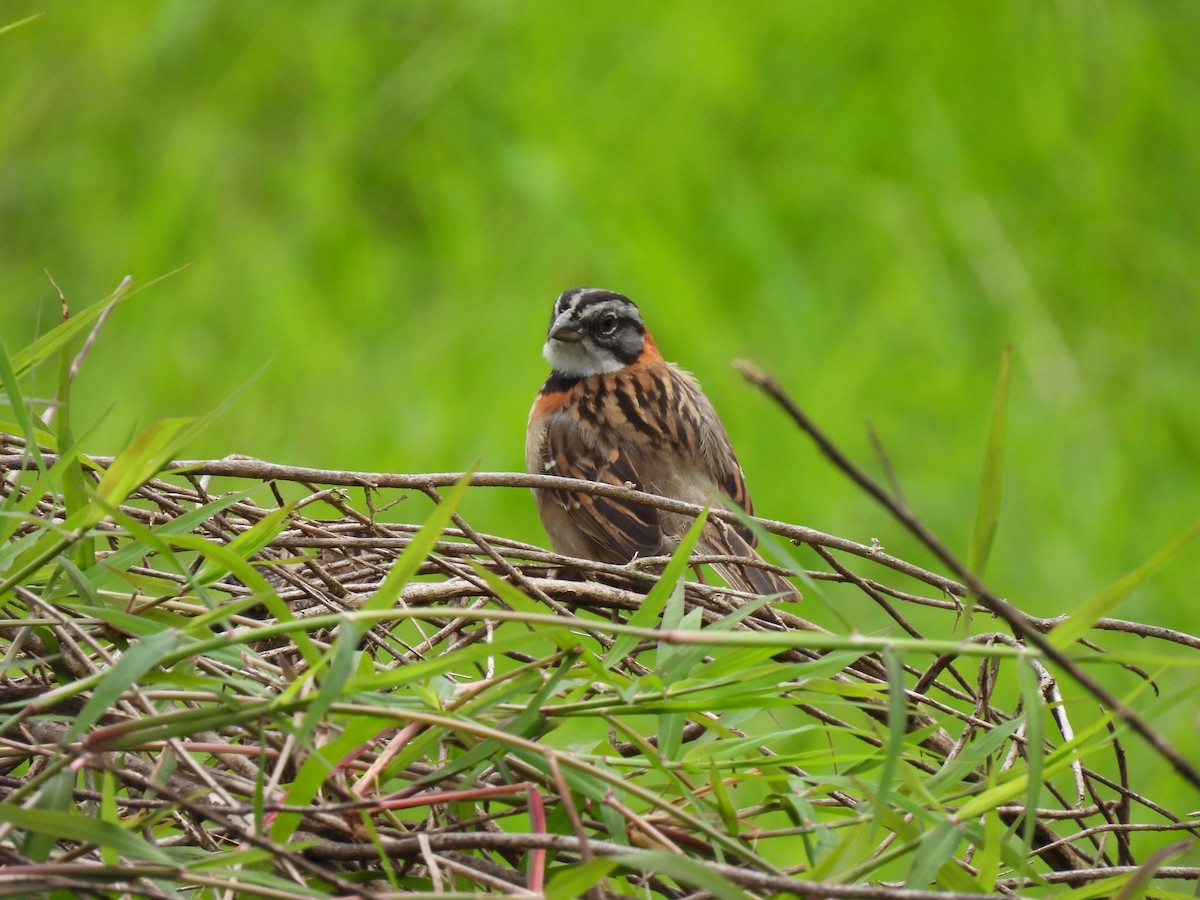 Rufous-collared Sparrow - ML612775060