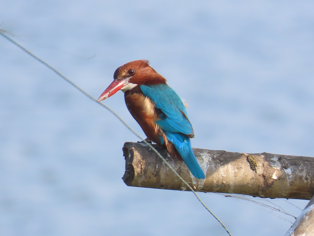 White-throated Kingfisher - ML612775084