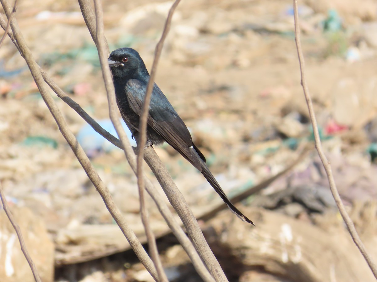 Black Drongo - ML612775102