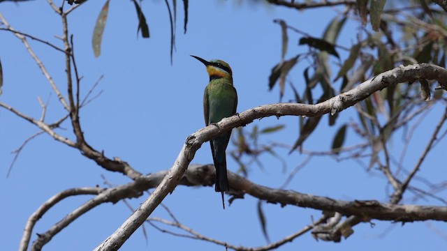 Rainbow Bee-eater - ML612775118