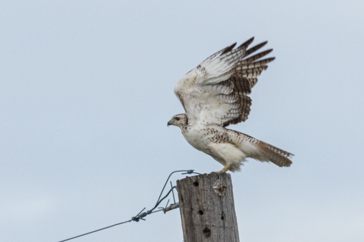 Red-tailed Hawk (Krider's) - ML612775239