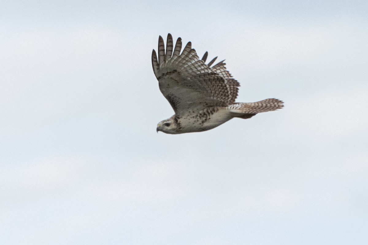 Red-tailed Hawk (Krider's) - ML612775240