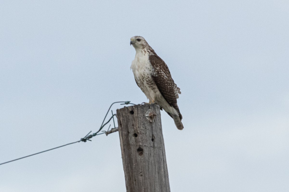 Red-tailed Hawk (Krider's) - ML612775241