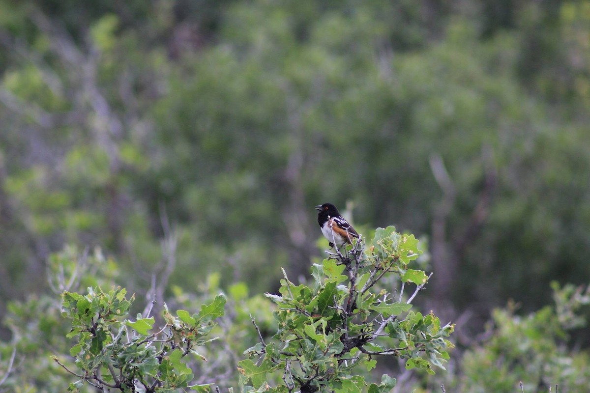 Spotted Towhee - Sheridan Hardy