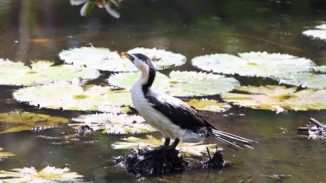 Little Pied Cormorant - ML612775300