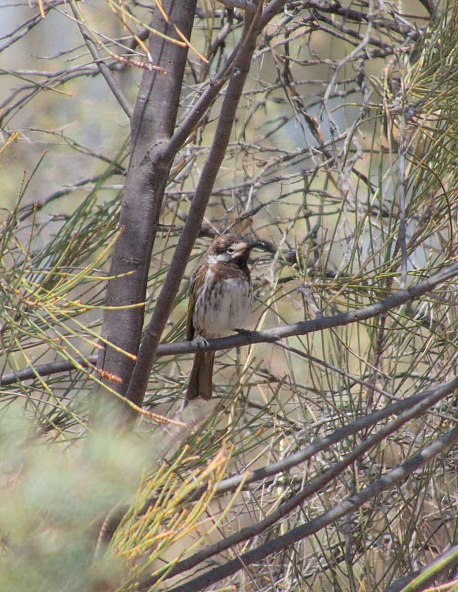 White-fronted Honeyeater - ML612775301