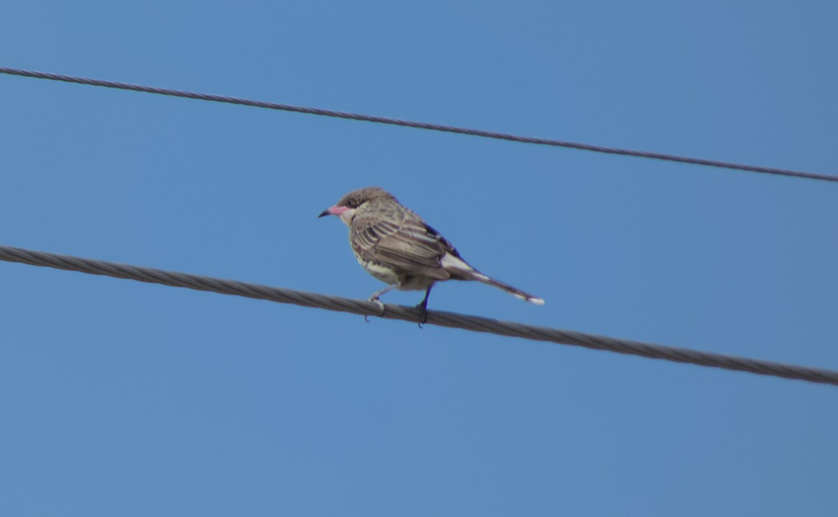 Spiny-cheeked Honeyeater - ML612775304