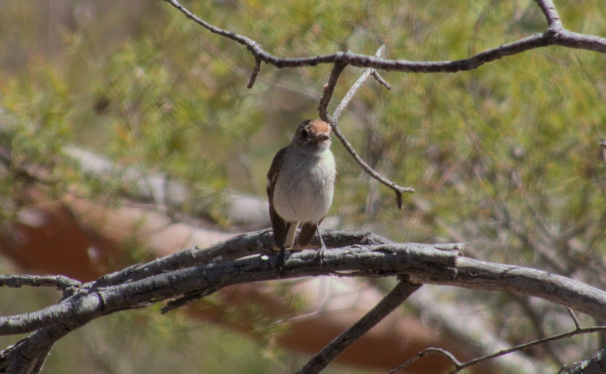 Red-capped Robin - ML612775313