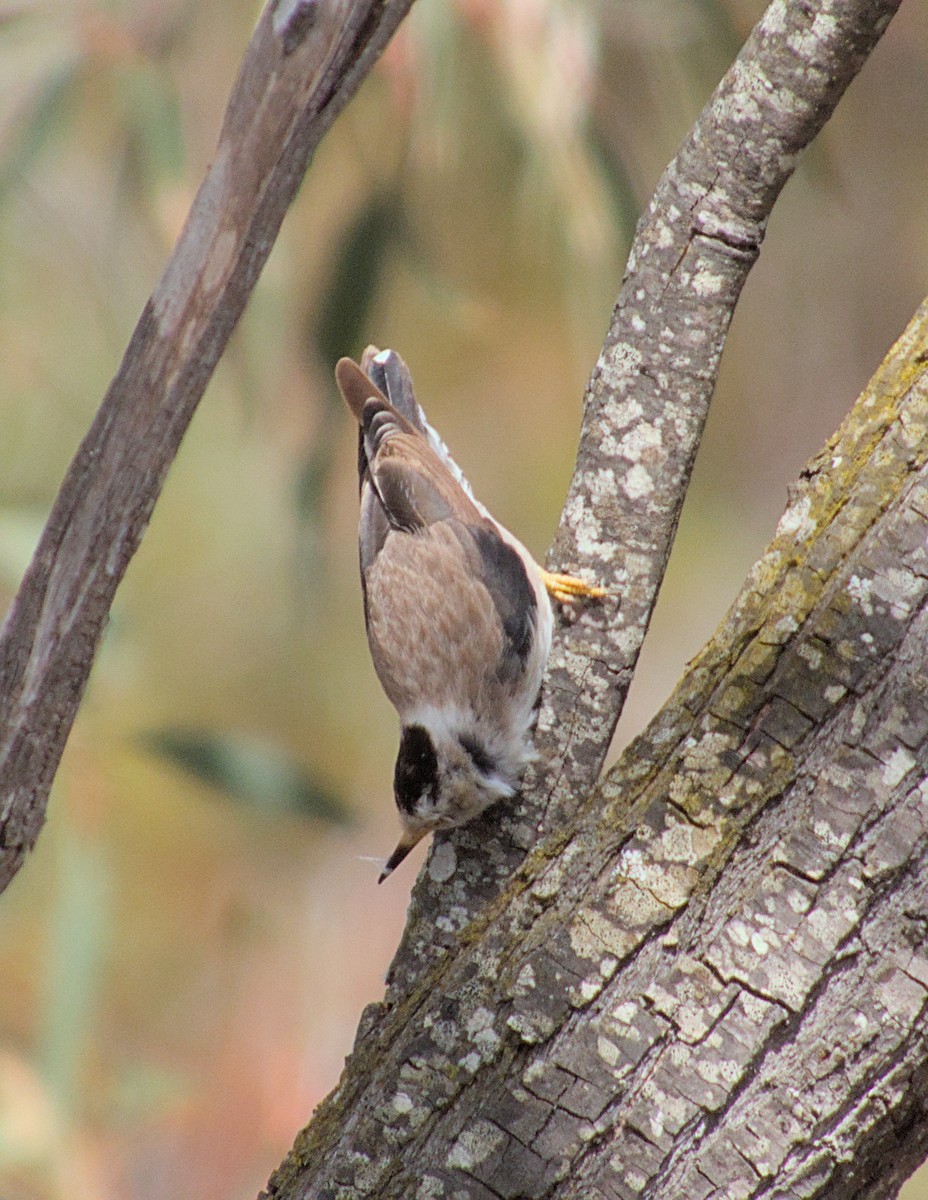 Varied Sittella - ML612775326