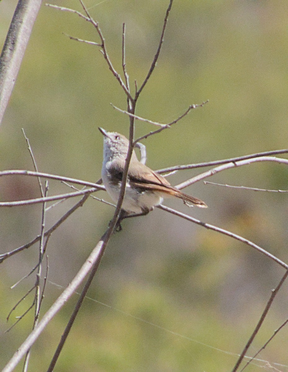 Chestnut-rumped Thornbill - adam graham