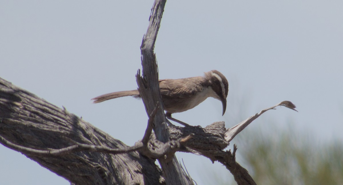 White-browed Babbler - ML612775349