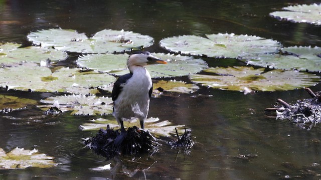 Little Pied Cormorant - ML612775408