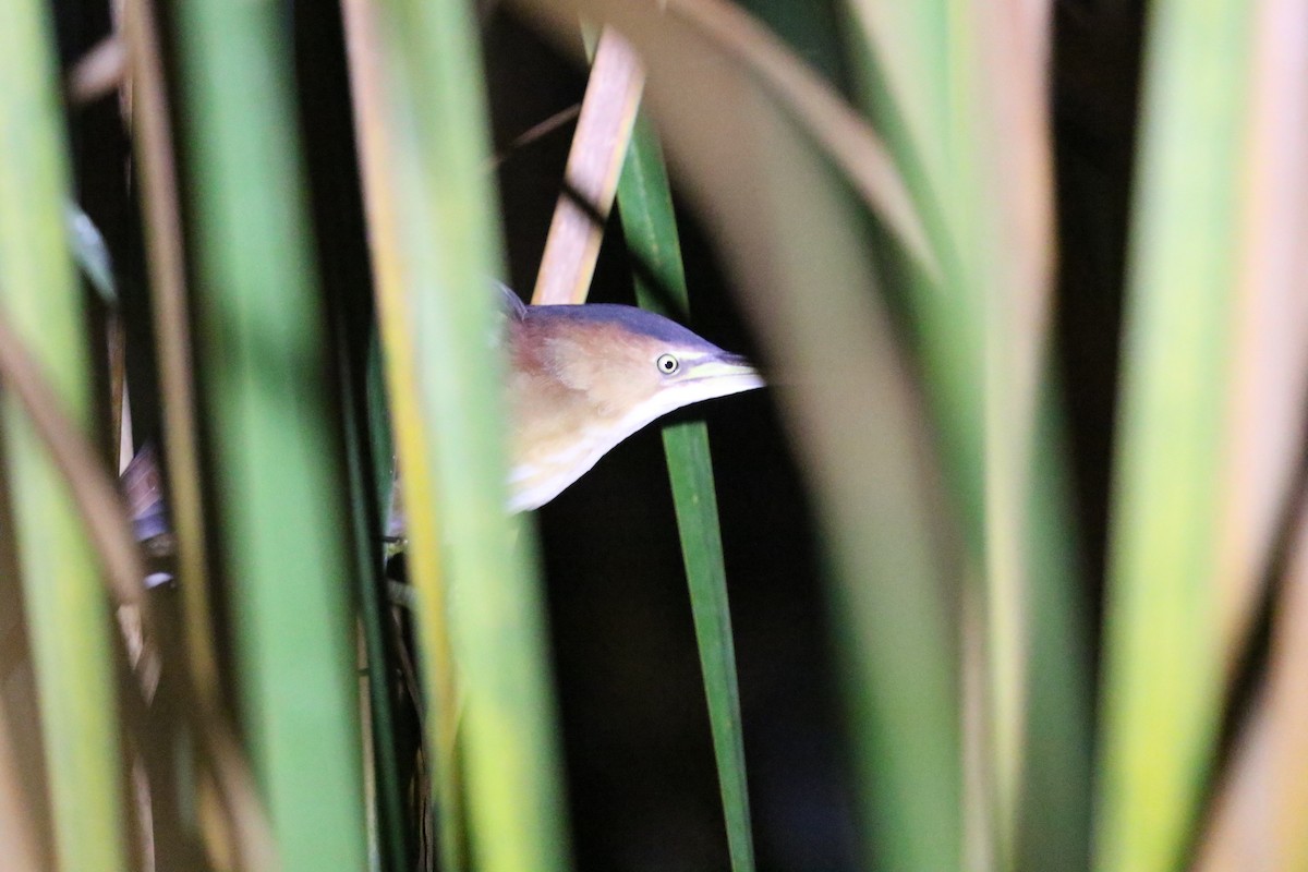 Least Bittern - ML612775561