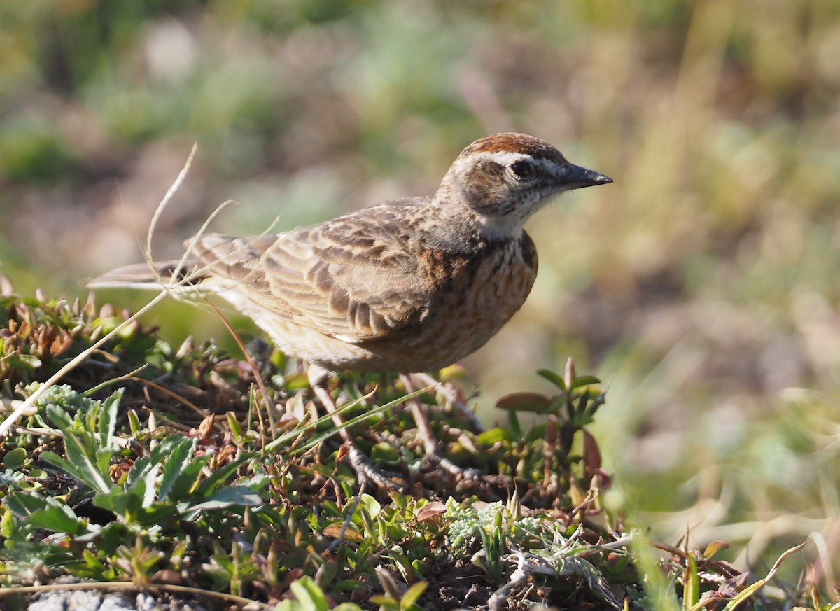 Blanford's Lark (Erlanger's) - ML612775629