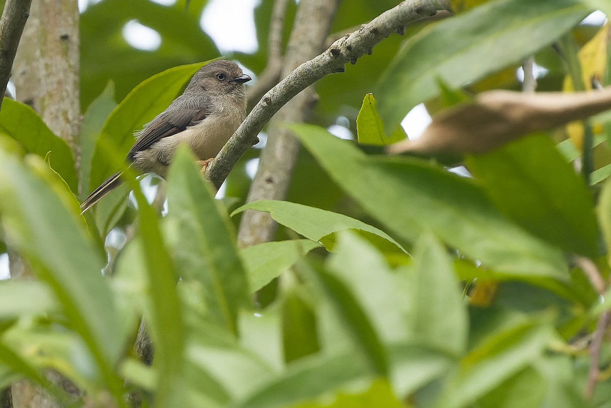 Pygmy Tit - ML612775633