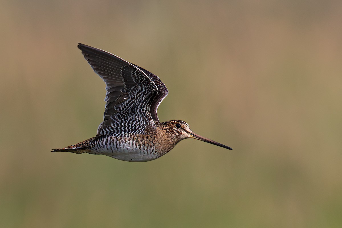 Pin-tailed Snipe - ML612775702