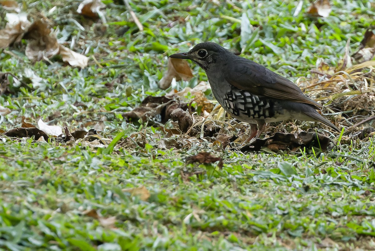 Sunda Thrush - Joachim Bertrands