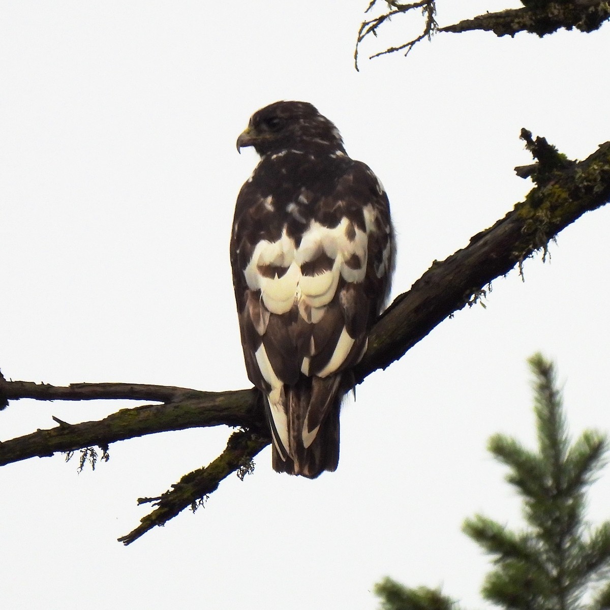 Red-tailed Hawk - ML612775780