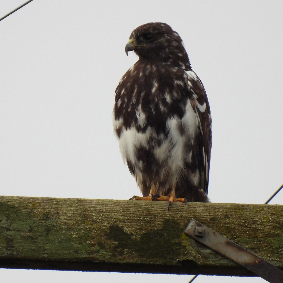Red-tailed Hawk - ML612775781