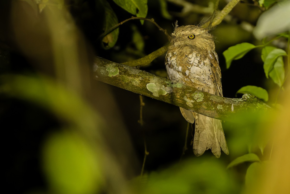 Javan Frogmouth - ML612775792