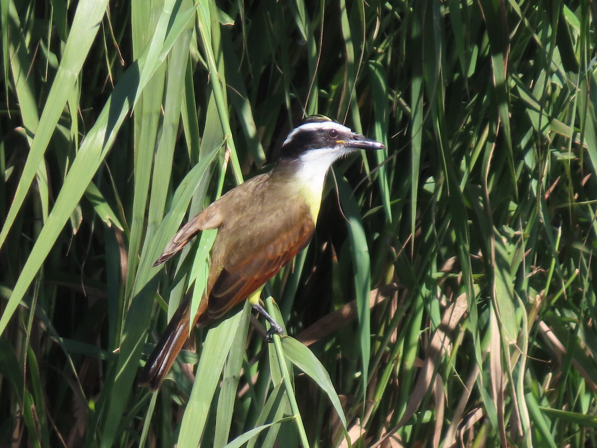 Great Kiskadee - ML612775809