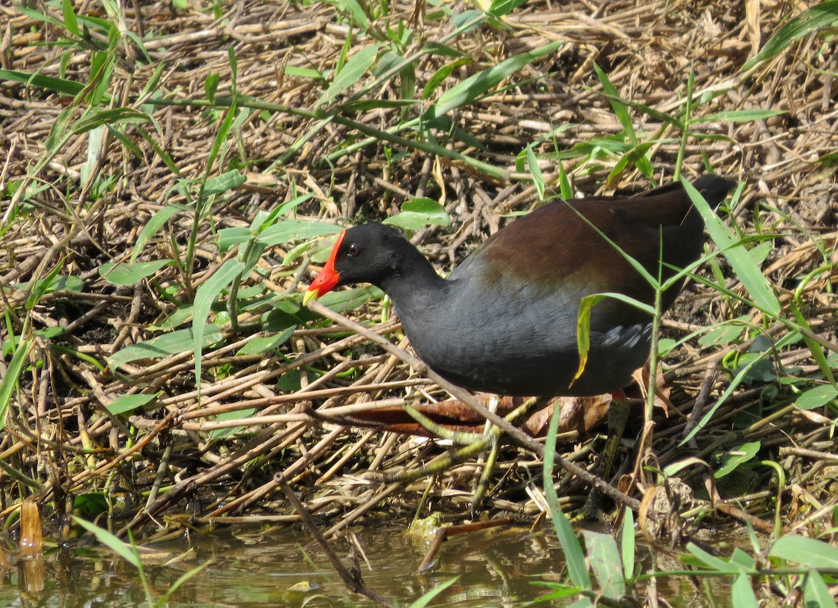 Common Gallinule - ML61277581