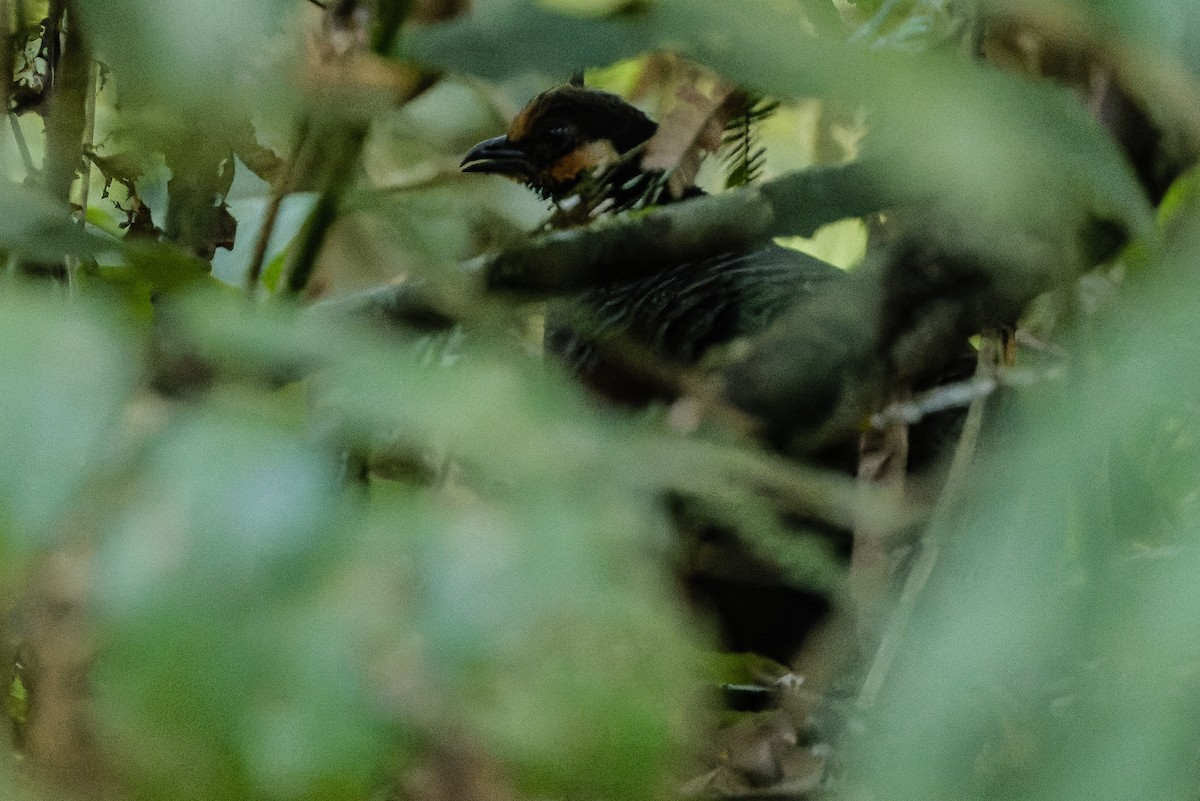 Chestnut-bellied Partridge - ML612775821