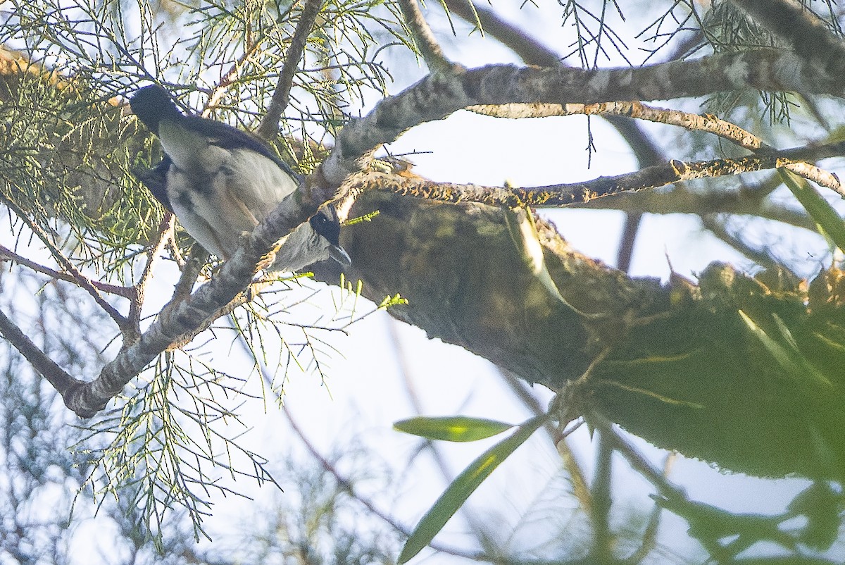 Pied Shrike-Babbler - ML612775825