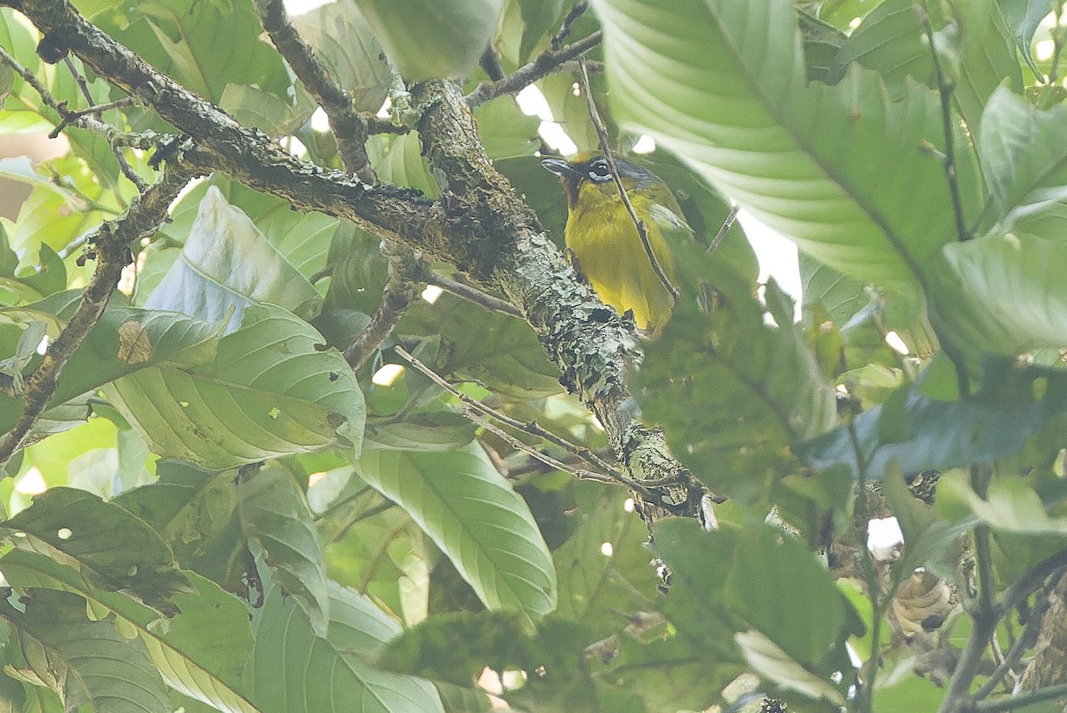 Trilling Shrike-Babbler - ML612775856