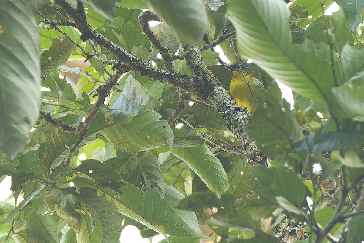 Trilling Shrike-Babbler - ML612775857