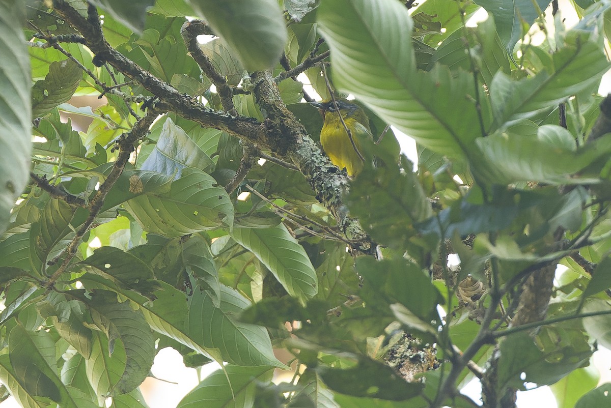 Trilling Shrike-Babbler - ML612775858