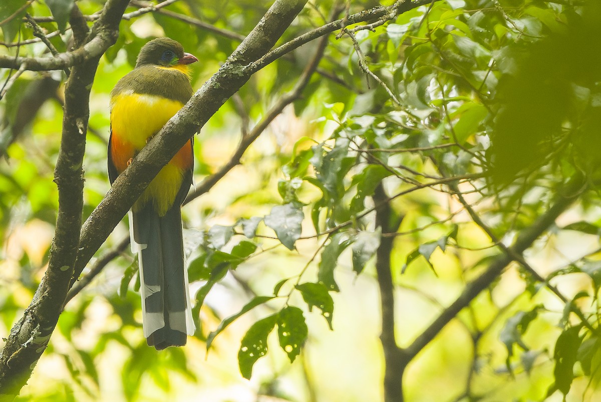 Javan Trogon - Joachim Bertrands