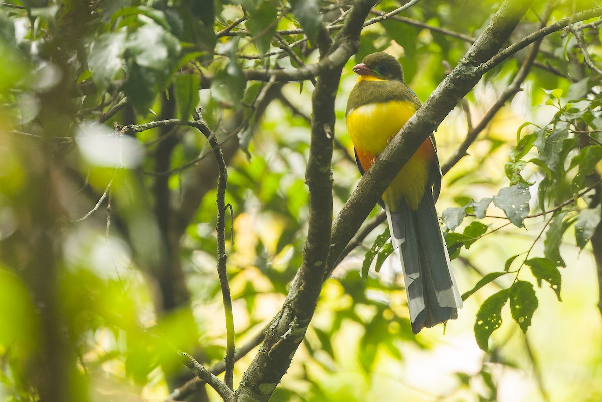 Trogon de Reinwardt - ML612775936