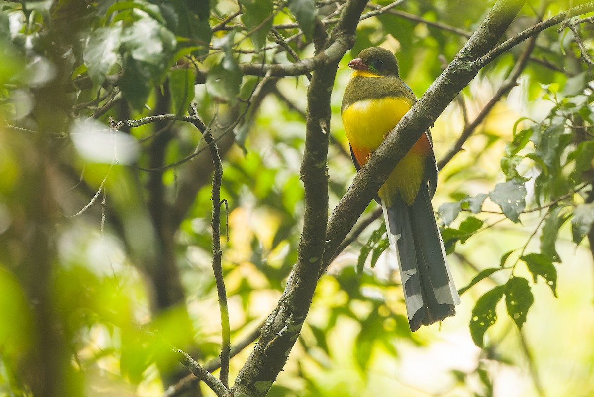 Javan Trogon - Joachim Bertrands