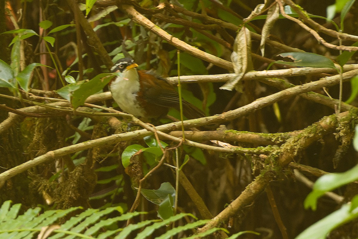 Javan Scimitar-Babbler - ML612775951