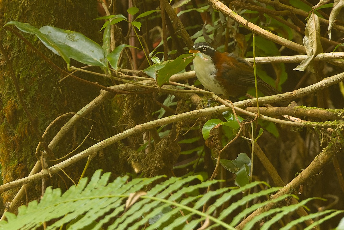 Javan Scimitar-Babbler - ML612775952
