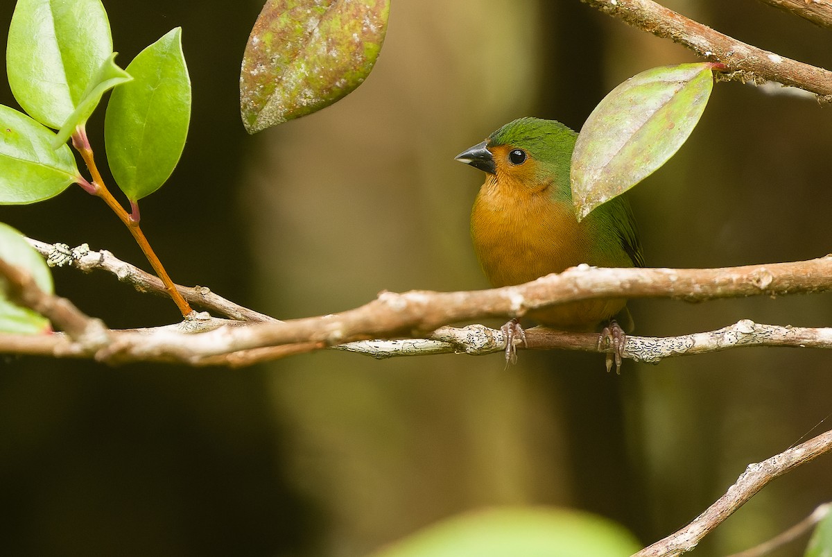 Tawny-breasted Parrotfinch - ML612775960