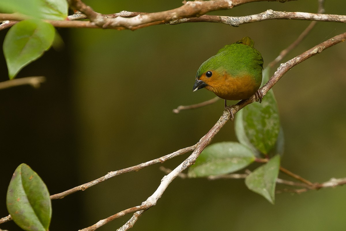 Tawny-breasted Parrotfinch - ML612775962