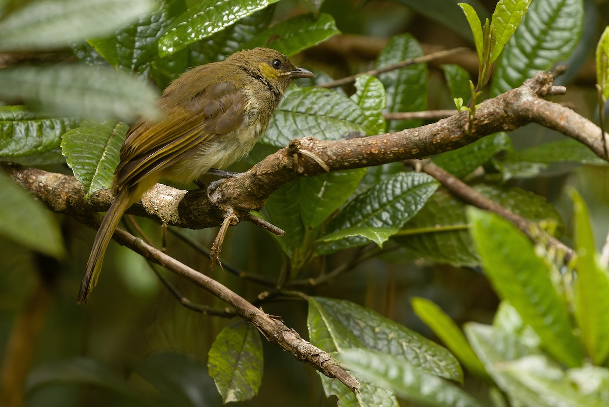 Orange-spotted Bulbul - ML612775993