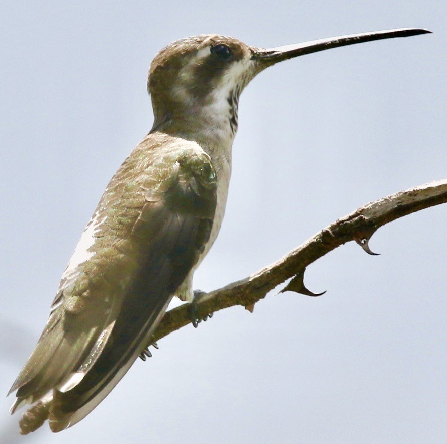 Plain-capped Starthroat - Connie Lintz