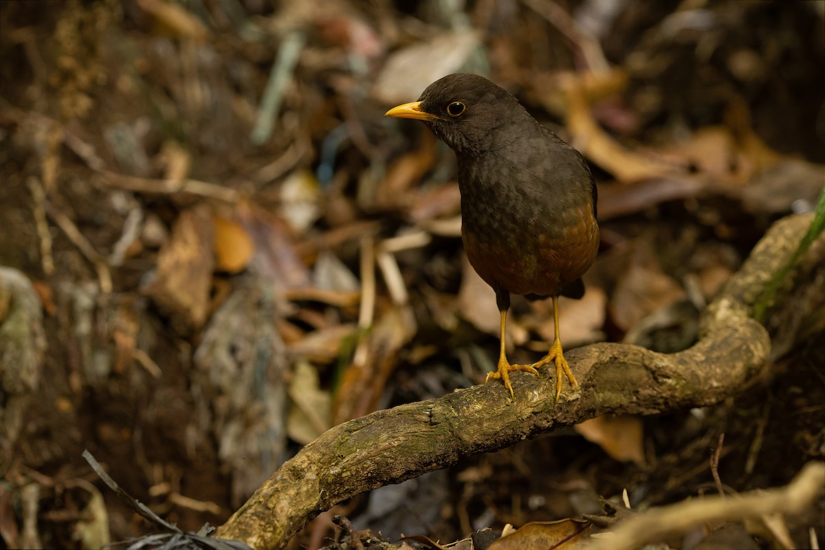 Island Thrush (Javan) - Joachim Bertrands